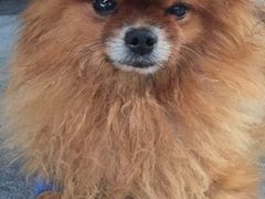 -严国平动物医院(德政总院)