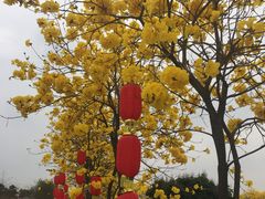 -天适樱花悠乐园