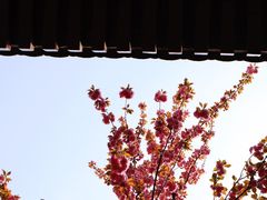 -西安青龙寺遗址景区