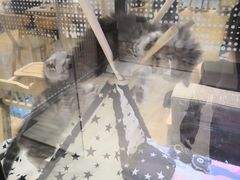 -藏猫猫咖啡主题馆(中央大道店)