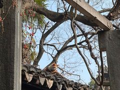 -西园戒幢律寺