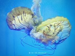 -上海海洋水族馆