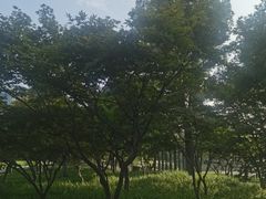 -青枫公园