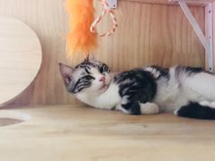 -喜鹊咖啡餐吧(北方中惠店)