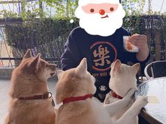 -柴犬高等学院·狗咖·柴犬售卖·宠物训练
