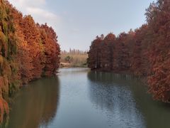 -上海海湾国家森林公园