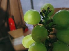 -马陆小张葡萄园农家乐