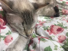 -藏猫猫咖啡主题馆(中央大道店)