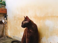 -喵屿·大理花园猫咖