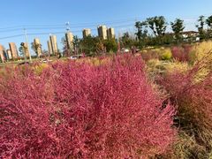-映月湖中央公园