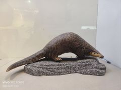-重庆自然博物馆(新馆)