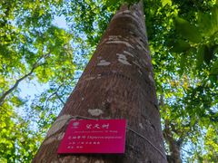 -中国科学院西双版纳热带植物园