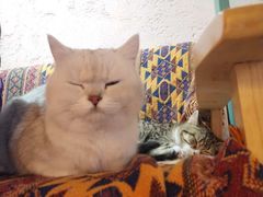 -喵屿·大理花园猫咖