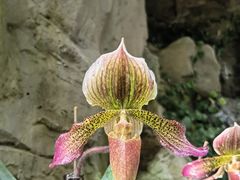 -新加坡植物园