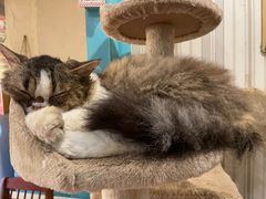 -猫小院猫主题咖啡厅(北锣店)