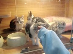 -喵百万·布偶·蓝金金渐层英短·猫舍(百子湾店)