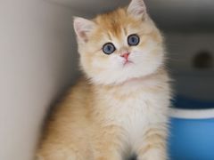 -lincat·猫舍(广州店)