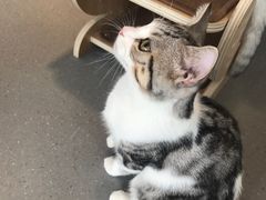 -飞行喵MR PILOT|猫舍·猫咖(静安大融城店)
