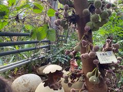 -呀路古热带植物园