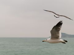 -海驴岛(荣成市)