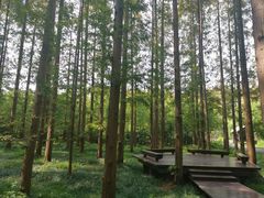 -黄海国家森林公园