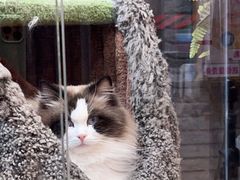 -糯米喵星人总部直营旗舰店·猫舍·幼猫出售