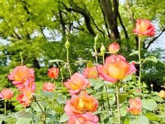 -上海共青森林公园