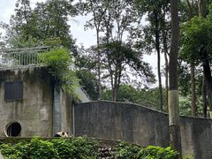 -中国大熊猫保护研究中心雅安碧峰峡基地