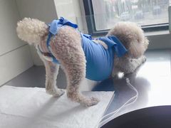 -康旭宠物医院(郑州总院)