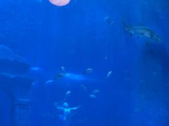 -南昌融创海世界