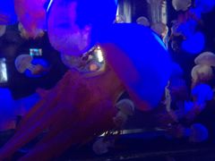 -烟台海昌鲸鲨海洋公园