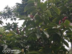 -燕郊植物园