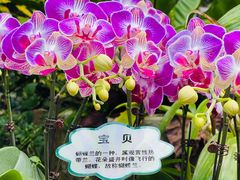-亚龙湾热带天堂森林公园