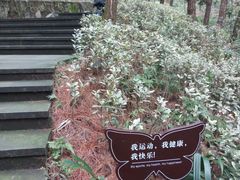 -铁山坪森林公园