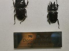 -上海昆虫博物馆