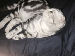 -喵zoo家庭繁育猫舍(尖东智能花园店)