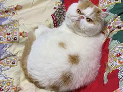 -十年猫舍·猫咪专门店(普陀店)