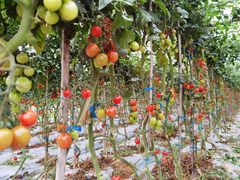 -光明小镇欢乐田园