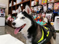 -宠爱国际动物医院· 猫科· 外科·中兽医(长白店)