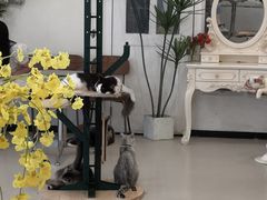 -共舞时光猫咖·狗咖(新街口店)