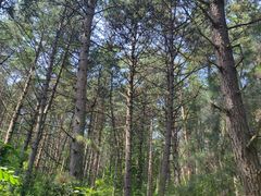 -帽儿山国家森林公园