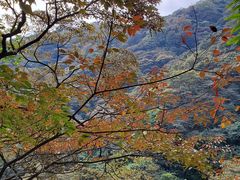 -黄埔油麻山森林公园