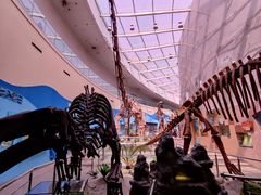 -陕西自然博物馆