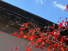 -秋霞圃