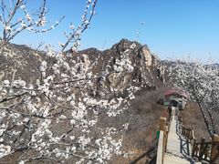 -大岭沟猕猴桃谷风景区