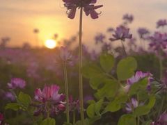 -梁子湖东篱老屋生态庄园