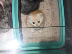 -喵的天空名猫咖啡馆·撸猫·猫舍·用品