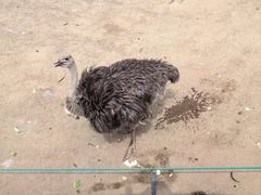 -西霞口神雕山野生动物世界