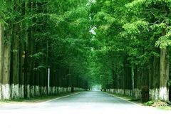 -黄海国家森林公园