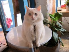 -Babycat私家御饼屋(龙头路一店)